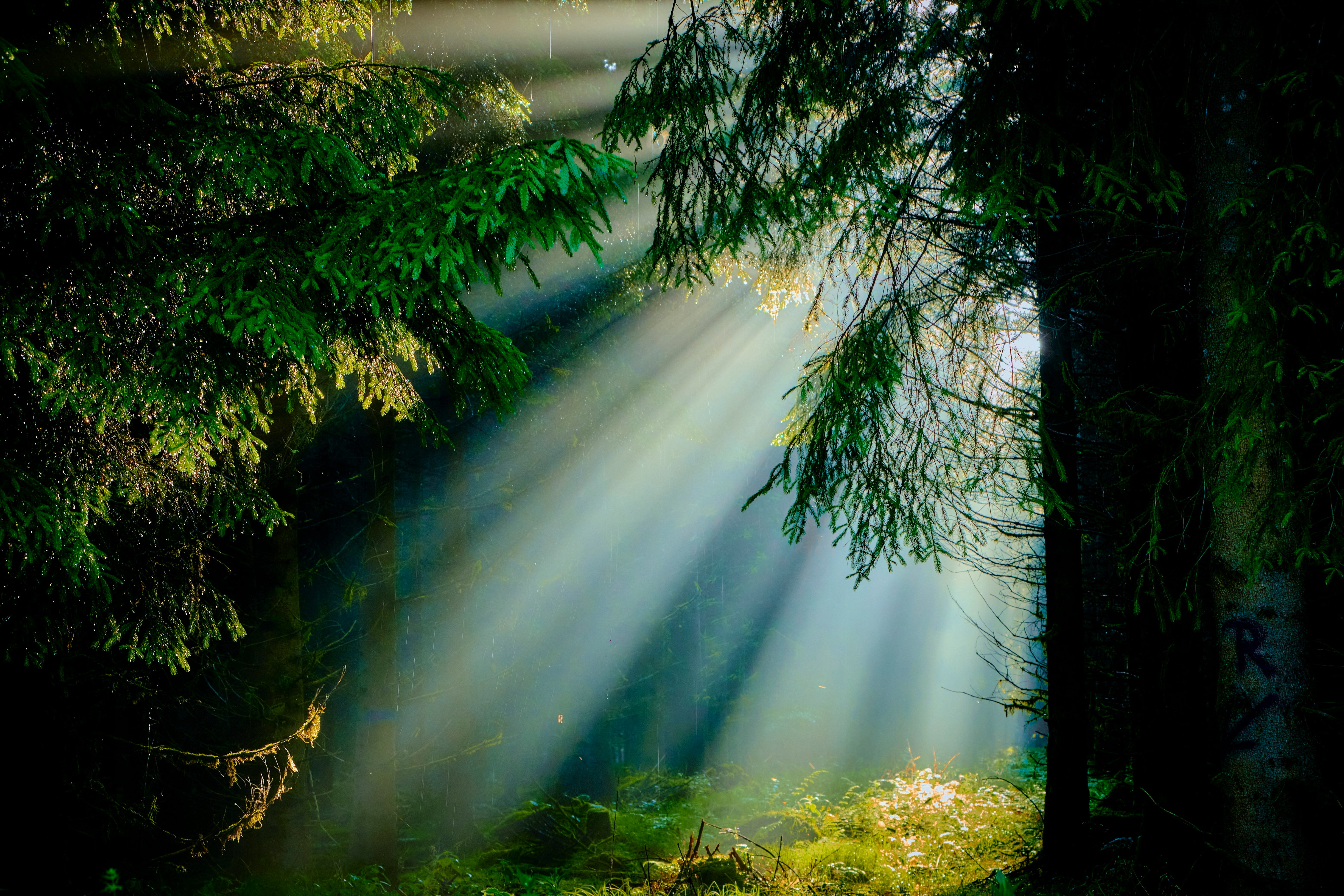 Licht, das durch einen Wald bricht